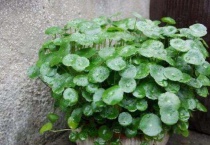 铜钱草需要晒太阳吗？