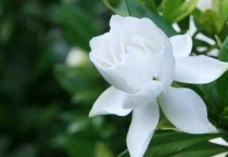 刚买回来的栀子花怎么养护