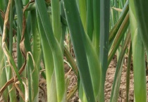 大葱种植时间和多久？