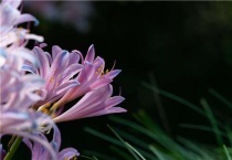 换锦花和彼岸花的区别？是什么？