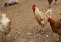 鸡链球菌病的发病症状和防治方法 可分为急性型和慢性型