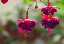 四季灯笼花的养殖多久？