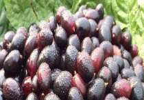 乌梅产地在哪里 附乌梅的功效与作用