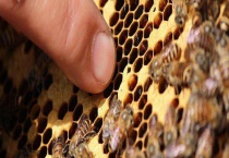 爬蜂病的防治方法及注意事项 附发病症状