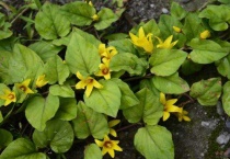 金钱草会开花吗？