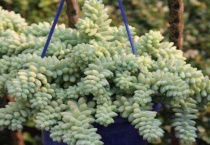 新玉缀的养殖多久？