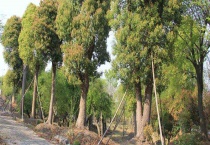 香樟是落叶还是常绿植物 附香樟树虫害的防治多久？