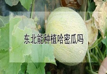东北能种植哈密瓜吗？