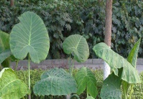 海芋与尖尾芋的区别？