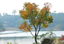 乌柏和乌桕一样吗？