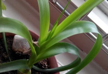 酒瓶兰侧芽繁殖多久？