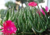 奔龙多肉植物一年开几次花