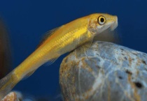 金苔鼠鱼无青苔吃什么？