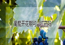 葡萄开花期可以打药吗？