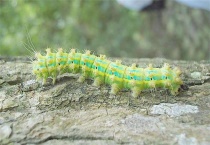 毛毛虫有多少只脚