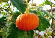 南瓜叶上的白斑是什么？