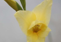 剑兰开花后怎么办？