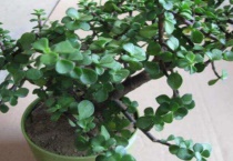 金枝玉叶怎么让主干粗