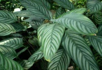 银羽竹芋的养殖多久？