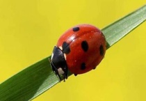 吃害虫的昆虫有哪些？