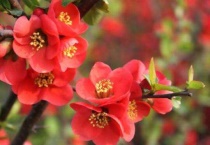 如梦令红瘦是什么花