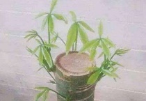 发财树桩怎么发芽