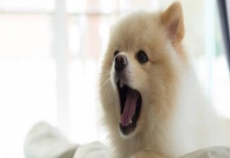 犬瘟热初期症状有哪些？注意要及时治疗