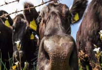 牛鼻出血的治疗方法 牛鼻出血的原因和症状