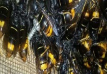 怎么样使蜂群建造王台 王台主要有分蜂王台、交替王台和急造王台