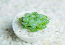 玉露换盆要不要晾根