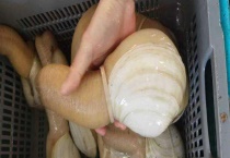 海笋属于植物和动物中的哪一种 附海笋的营养价值