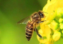 蜜蜂什么时候取蜜
