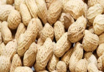 东北花生什么时间成熟 东北花生什么时候收获