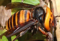 虎头蜂的种类有几种 不同种类的特点不同