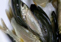 青鱼和草鱼的区别？有哪些？草鱼的形态特征