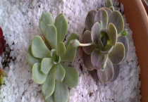 多肉植物怕冻吗？