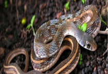 五毒是哪五毒 附壁虎别称