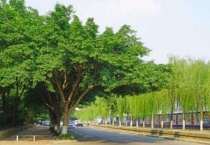 灌木丛行道树一般有哪几种