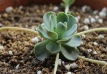 子持莲华怎么养殖