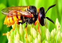 被马蜂蛰了涂什么管用 被马蜂蜇了的正确处理多久？