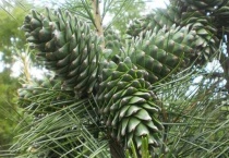 马尾松是裸子植物还是被子植物