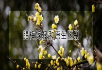 腊梅嫁接和原生区别？