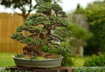 怎样做马齿苋盆景