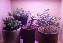 多肉补光灯危害