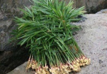 姜苗发黄并且卷叶是什么原因？