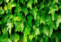 冬天不落叶的爬藤植物有哪些？