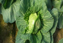 卷心菜是不是大头菜 附卷心菜的特点