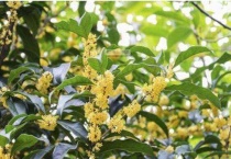 桂花有白色的吗？