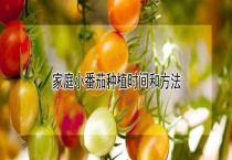 家庭小番茄种植时间和多久？