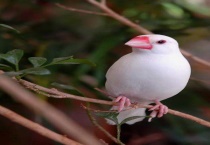 文鸟怎么养才能放手上